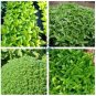 Super Small Thin Leaf Basil Herb 'Fine Minette' Organic 60 Seeds