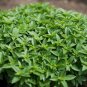 Super Small Thin Leaf Basil Herb 'Fine Minette' Organic 60 Seeds