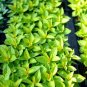 Super Small Thin Leaf Basil Herb 'Fine Minette' Organic 60 Seeds