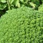 Super Small Thin Leaf Basil Herb 'Fine Minette' Organic 60 Seeds