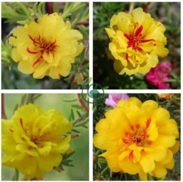 Yellow Portulaca Grandiflora 200 Seeds