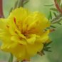Yellow Portulaca Grandiflora 200 Seeds