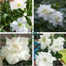 Rare Adenium 4 Seeds