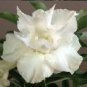 Rare Adenium 4 Seeds