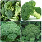 Green Organic Broccoli Heirloom Vegetables  120 Seeds