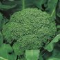 Green Organic Broccoli Heirloom Vegetables 120 Seeds