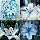 Blue Rare Lily Bulbs Seeding 100 Seeds