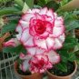 Rare 'Blood White' Adenium Desert rose 4 Seeds