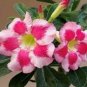 Rare 'Blood White' Adenium Desert rose 4 Seeds
