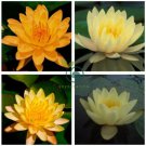 Golden Nelumbo Nucifera Lotus Flower Pond Plant2 Seeds