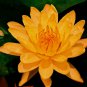 Golden Nelumbo Nucifera Lotus Flower Pond Plant2 Seeds