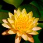 Golden Nelumbo Nucifera Lotus Flower Pond Plant2 Seeds