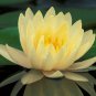 Golden Nelumbo Nucifera Lotus Flower Pond Plant2 Seeds