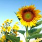 Bonsai Short Sunflower  30 Seeds