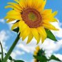 Bonsai Short Sunflower  30 Seeds