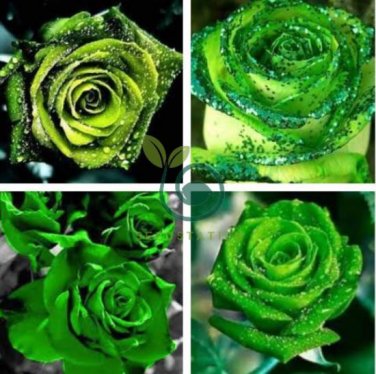 Golden Green Rose 100 Seeds
