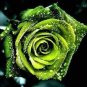 Golden Green Rose 100 Seeds