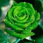 Golden Green Rose 100 Seeds