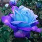 The Rarest Rose Gorgeous Pretty Rose Shrub Plant Flower 100 Seeds