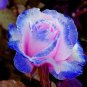 The Rarest Rose Gorgeous Pretty Rose Shrub Plant Flower 100 Seeds