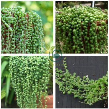 Rare String of Pearls Big Succulent Senecio Rowleyanus Flower  200 Seeds