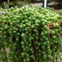 Rare String of Pearls Big Succulent Senecio Rowleyanus Flower 200 Seeds