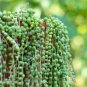 Rare String of Pearls Big Succulent Senecio Rowleyanus Flower 200 Seeds