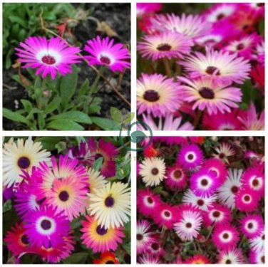 Fresh Mix Pyrethrum Robinsons Colorful Flowers Tanacetum Coccineum  120 Seeds