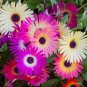Fresh Mix Pyrethrum Robinsons Colorful Flowers Tanacetum Coccineum 120 Seeds