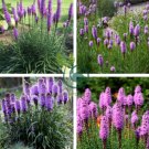 Liatris Spicata 200 Seeds