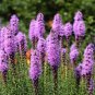 Liatris Spicata 200 Seeds