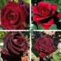 Rare Beautiful Black Red Rose Shrub Flowers 100 Seeds