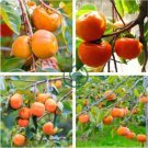 Japanese Persimmon Plants Persimmon Fruit Tree 10 Seeds