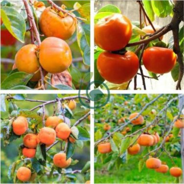 Japanese Persimmon Plants Persimmon Fruit Tree 10 Seeds