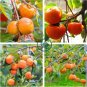 Japanese Persimmon Plants Persimmon Fruit Tree 10 Seeds
