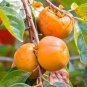 Japanese Persimmon Plants Persimmon Fruit Tree 10 Seeds