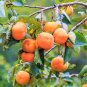 Japanese Persimmon Plants Persimmon Fruit Tree 10 Seeds