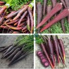 Carrot Purple Sun F1 1000 Seeds