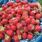 Strawberry Heirloom Imported 200 Seeds