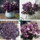 Oxalis Wood Sorrel Flower Oxalis Purple Shamrock Clover 400 Seeds