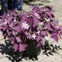 Oxalis Wood Sorrel Flower Oxalis Purple Shamrock Clover 400 Seeds