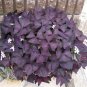 Oxalis Wood Sorrel Flower Oxalis Purple Shamrock Clover 400 Seeds