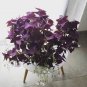 Oxalis Wood Sorrel Flower Oxalis Purple Shamrock Clover 400 Seeds