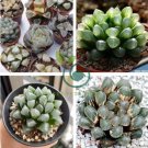 Haworthia Obtusa Black Succulent Plants 10 Seeds