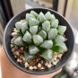 Haworthia Obtusa Black Succulent Plants 10 Seeds