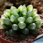 Haworthia Obtusa Black Succulent Plants 10 Seeds