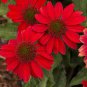 Echinacea 'Guava Red' Fire Red Coneflowers 400 Seeds