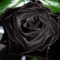 Maroon Super Black Rose Shrub Flower 100 Seeds