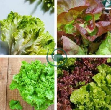 6 Types Of Lettuce Purple Red Green Vegetables 2 Seeds