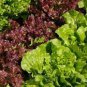 6 Types Of Lettuce Purple Red Green Vegetables 2 Seeds